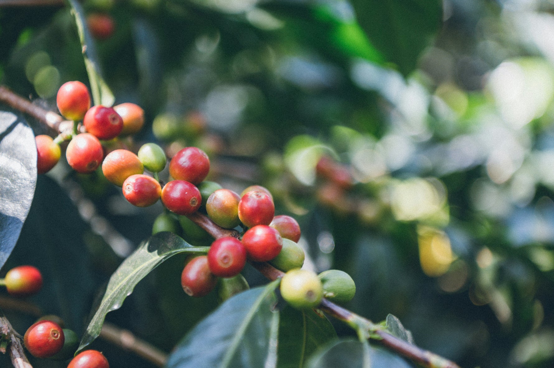 From Min-Maxing to Micro-Lots: Why Single-Origin Coffee Matters