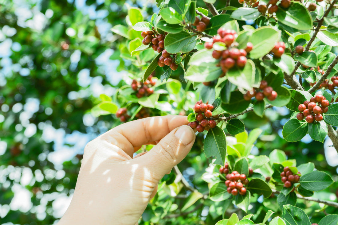 What Are Specialty Grade Coffee Beans? Your Complete Guide to Premium Coffee Quality