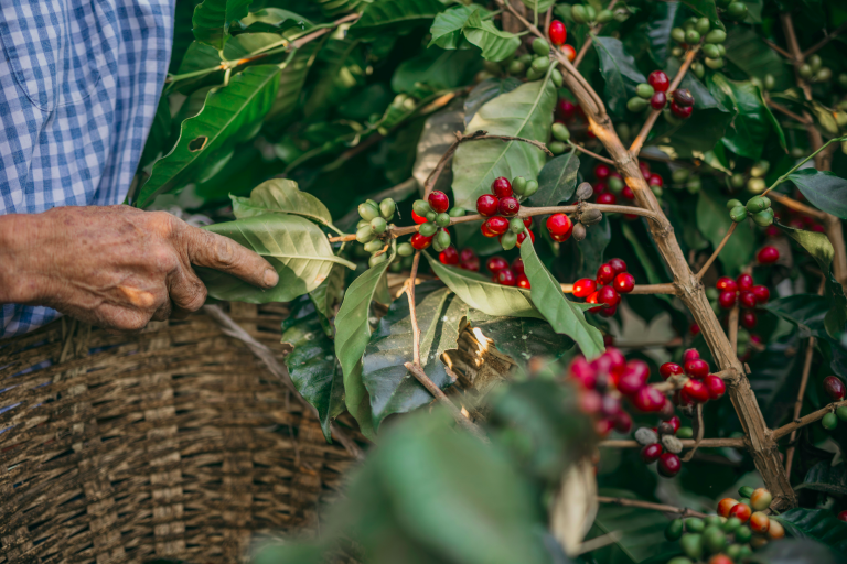 Coffee Farming