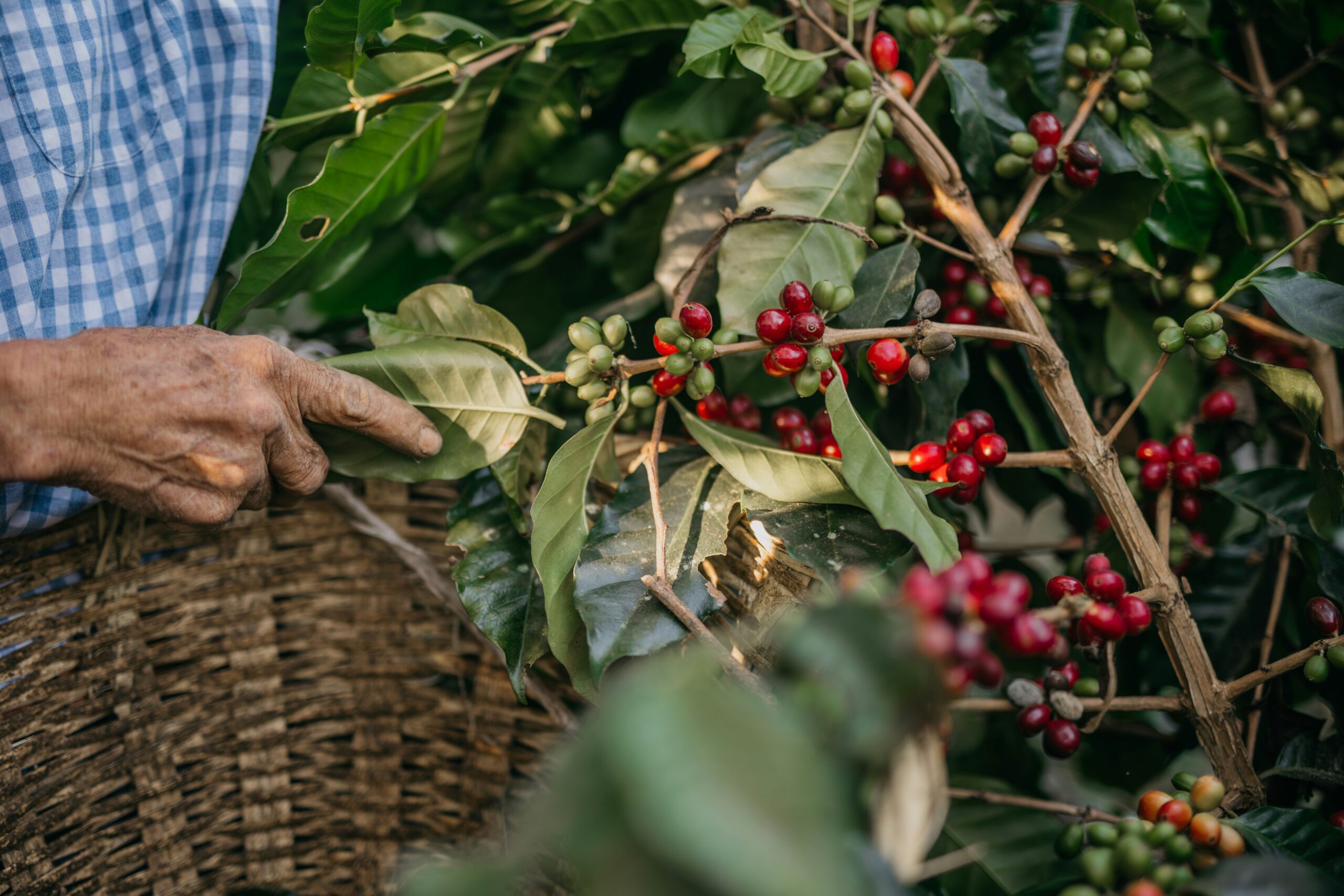 Coffee Farming