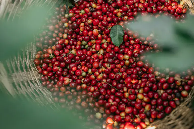 Coffee berries
